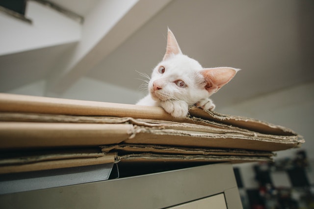 The Complete Guide To Shipping Your Pet Carefully Or You Can Get More Than That!